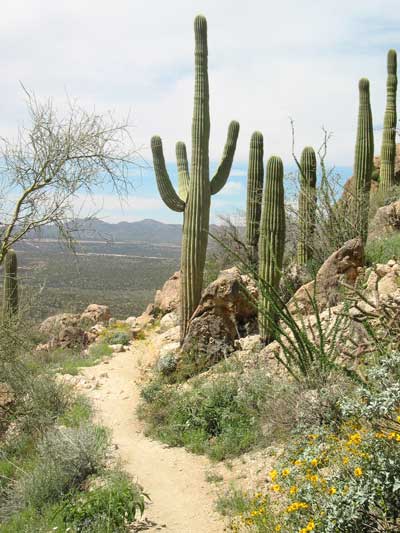 Saguaro1